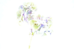 HIgh Key_11