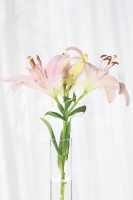 HIgh Key_14