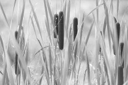 HIgh Key_15
