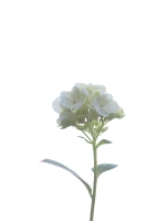 HIgh Key_18