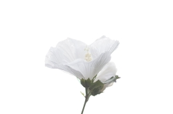 HIgh Key_6