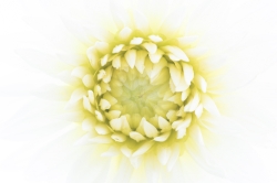 HIgh Key_9