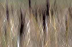 ICM_28