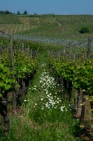 Landschap_19