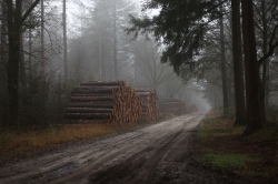 Landschap_4