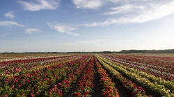 Landschap_8