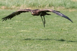 Roofvogels_10