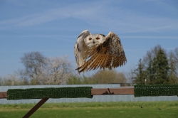 Roofvogels_11
