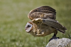 Roofvogels_12
