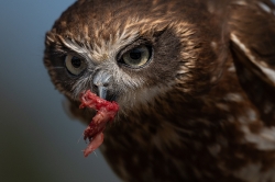 Roofvogels_13