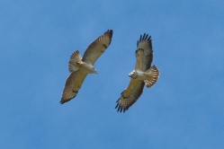 Roofvogels_14