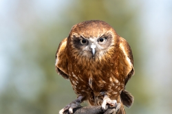 Roofvogels_15