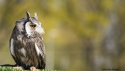 Roofvogels_17