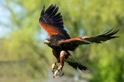 Roofvogels_1
