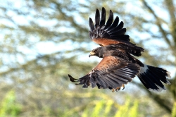 Roofvogels_20