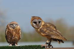 Roofvogels_21