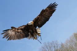 Roofvogels_2