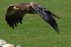 Roofvogels_3