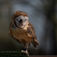 Roofvogels_4