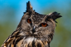 Roofvogels_5