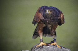 Roofvogels_6