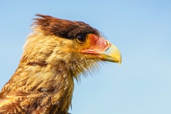 Roofvogels_7