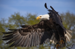 Roofvogels_8