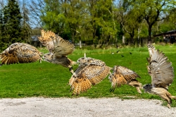 Roofvogels_9