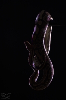 Silhouet_11