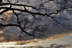 Silhouet_35