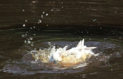 Water_3